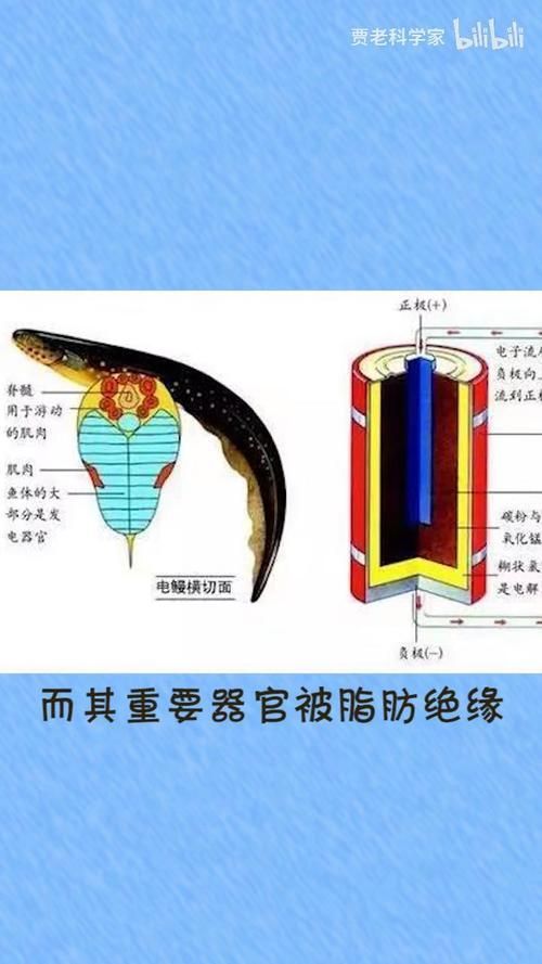 電鰻和龍魚哪個更有藥用價值？，電鰻和龍魚哪個更有藥用價值用戶要求1000字說明和配圖