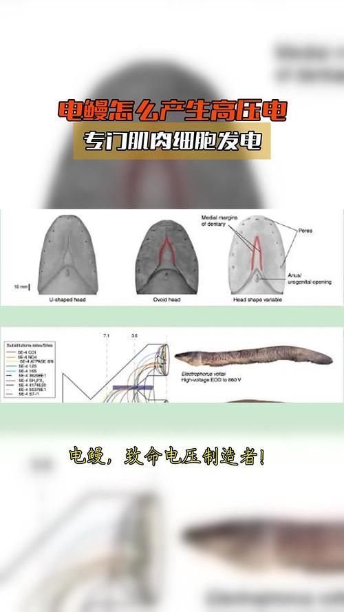 電鰻和龍魚哪個更有藥用價值？，電鰻和龍魚哪個更有藥用價值用戶要求1000字說明和配圖