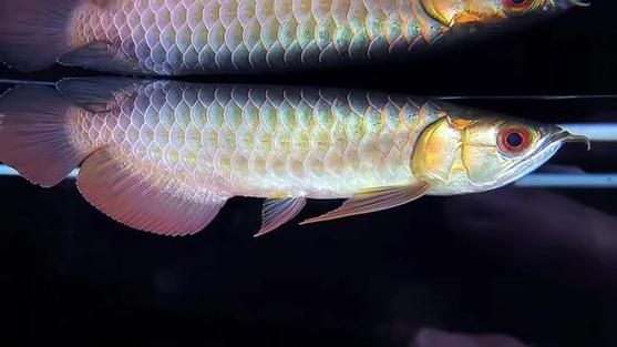 如何鑒別古典過背金龍魚的品質，古典過背金龍魚的品質如何鑒別古典過背金龍魚的品質