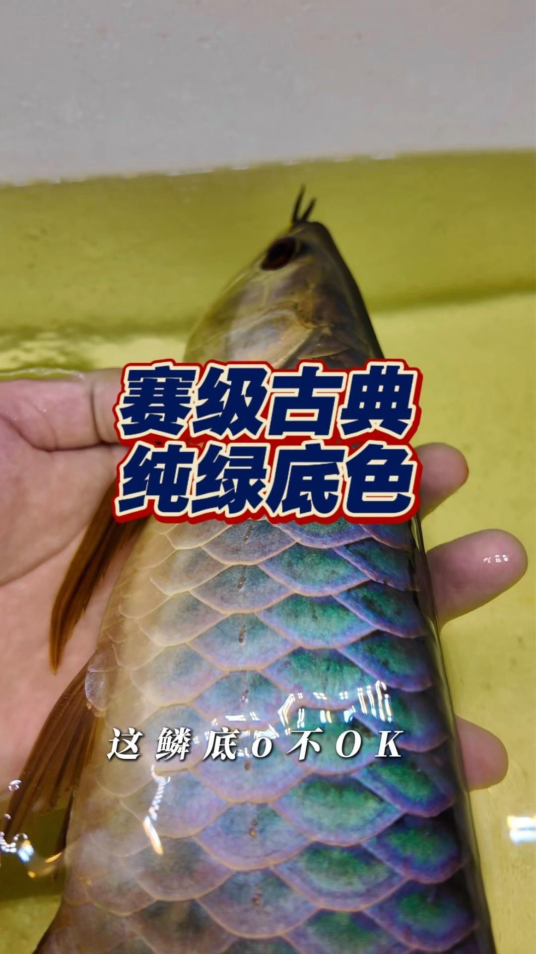 如何鑒別古典過背金龍魚的品相？，如何鑒別古典過背金龍魚