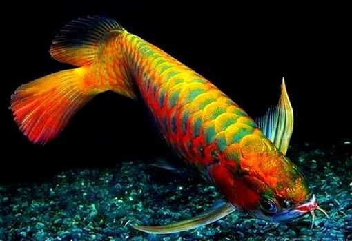給我一些小紅龍魚的圖片，關于小紅龍魚的品種對比表，小紅龍魚的價格是多少