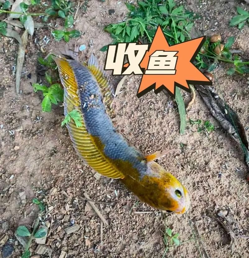 給我一些區(qū)分真假中華七星龍魚(yú)的圖片對(duì)比，區(qū)分真假中華七星龍魚(yú)的圖片對(duì)比