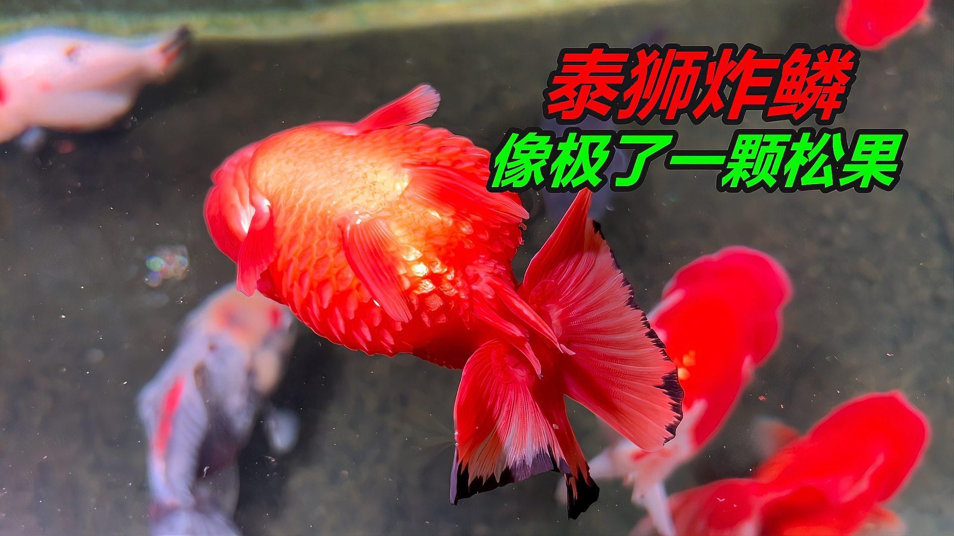 金魚炸鱗如何治療，金魚炸鱗怎么辦