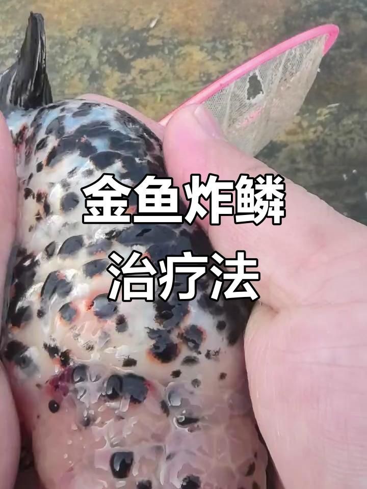 金魚炸鱗如何治療，金魚炸鱗怎么辦