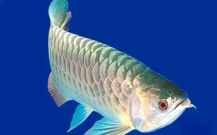 金龍魚立鱗病的圖片有哪些？，金龍魚立鱗病怎么治療
