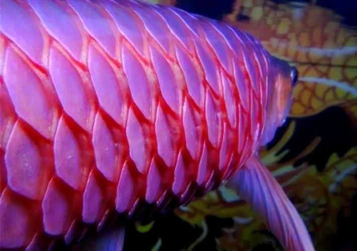金龍魚立鱗病的圖片有哪些？，金龍魚立鱗病怎么治療