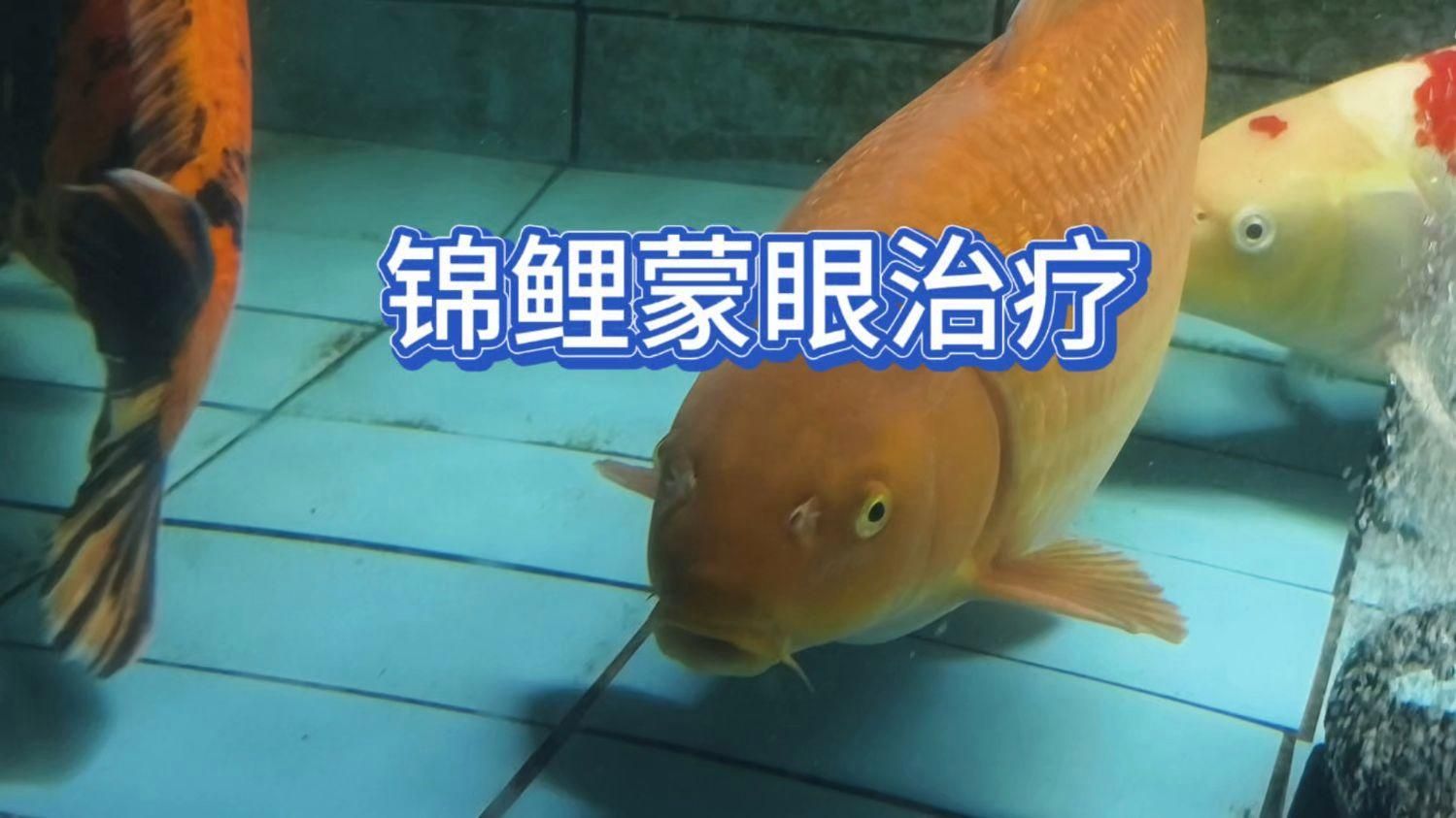 錦鯉蒙眼病會自愈嗎，錦鯉蒙眼病會自愈嗎，