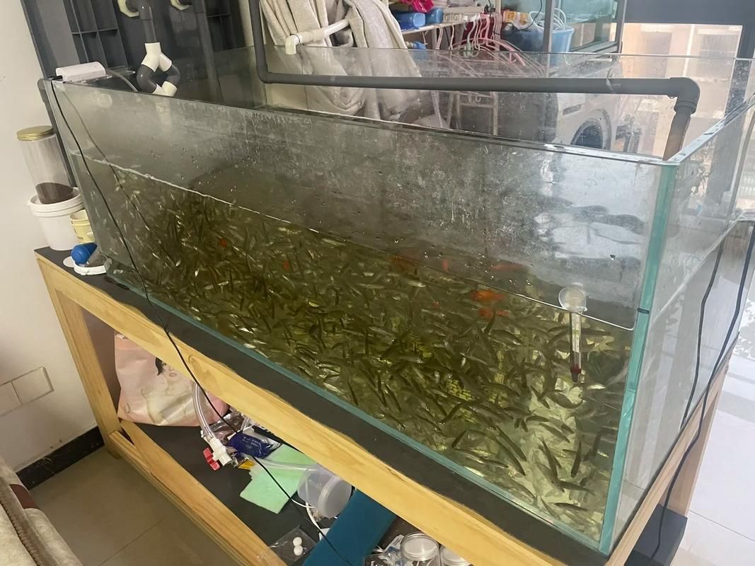 銀龍魚適合哪些魚缸材質，銀龍魚缸材質選擇銀龍魚缸材質的核心邏輯是什么