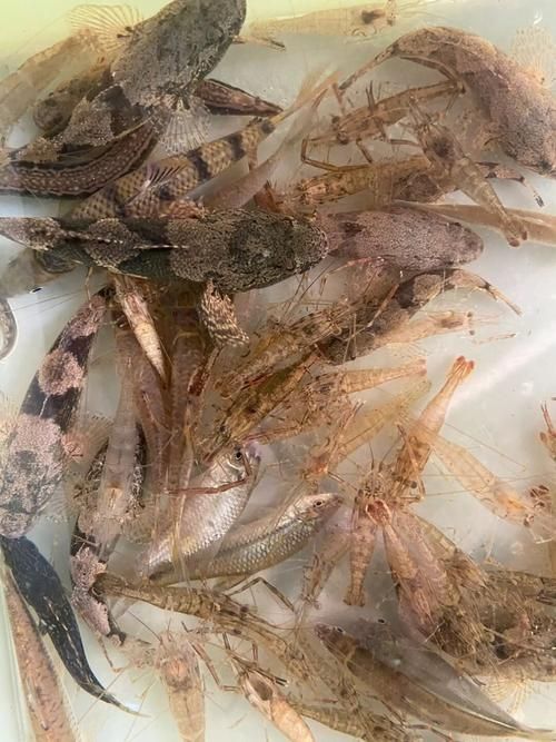 給我一份銀龍魚新手飼養(yǎng) checklist，新手飼養(yǎng)銀龍魚的基本知識(shí)