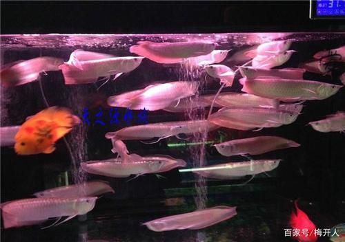給我一份銀龍魚新手飼養(yǎng) checklist，新手飼養(yǎng)銀龍魚的基本知識(shí)