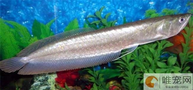 給我一份銀龍魚新手飼養(yǎng) checklist，新手飼養(yǎng)銀龍魚的基本知識(shí)