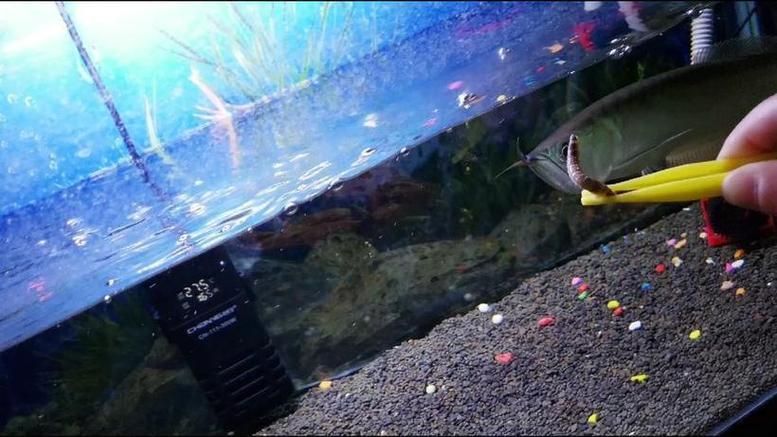 給我一份銀龍魚新手飼養(yǎng) checklist，新手飼養(yǎng)銀龍魚的基本知識(shí)