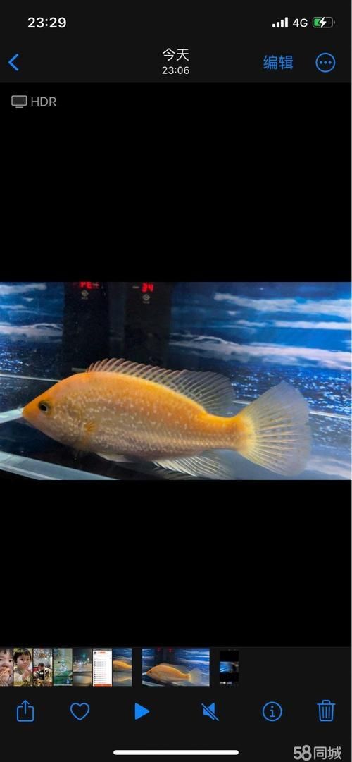 哪里可以購買到七彩金龍魚？，七彩金龍魚價格范圍是多少七彩金龍魚購買避坑指南