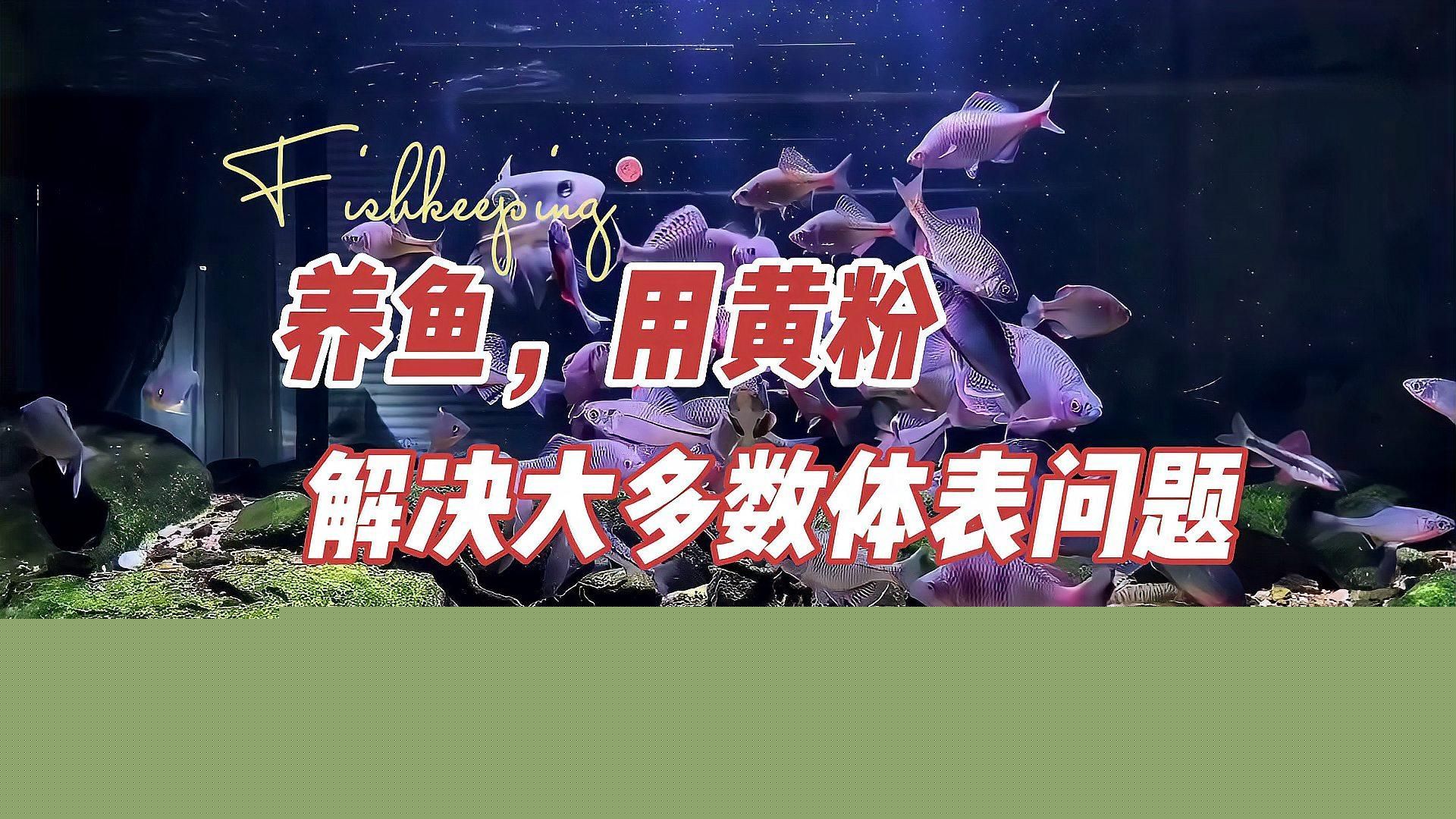 加了黃粉不換水可以嗎，新手養(yǎng)魚常備藥之--甲基藍(lán),黃粉不換水可以嗎