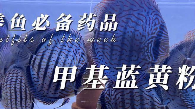 加了黃粉不換水可以嗎，新手養(yǎng)魚常備藥之--甲基藍(lán),黃粉不換水可以嗎