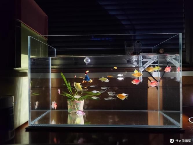 如何判斷魚缸是否超白玻璃？，判斷魚缸是否使用超白玻璃的方法包括觀察其表面是否平滑、有無氣泡和雜質(zhì)