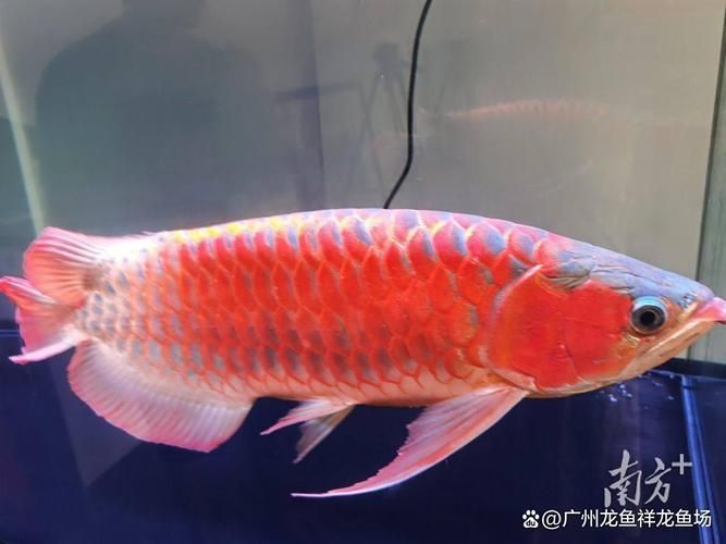 推薦一些高端龍魚的圖片，高端龍魚圖片推薦
