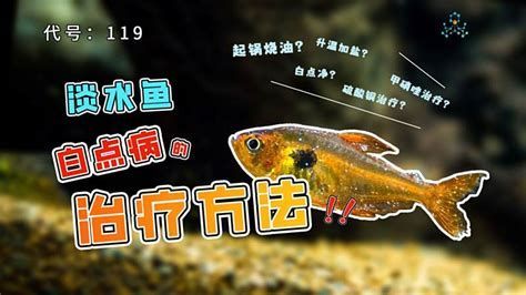 如何判斷龍魚是否患有白鱗病？，判斷龍魚是否患有白點病