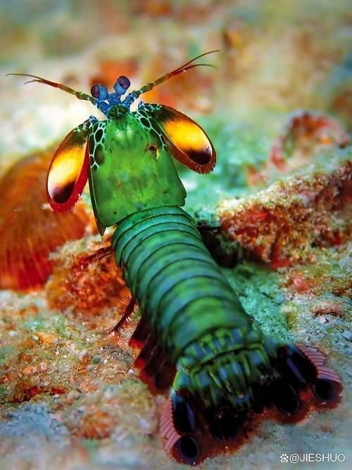 能否提供這些生物的圖片，魚類浮頭后如何急救