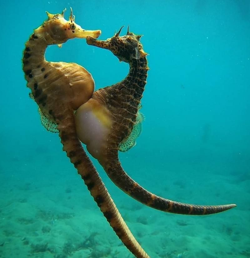能否提供這些生物的圖片，魚類浮頭后如何急救