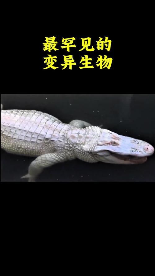 能否提供這些生物的圖片，魚類浮頭后如何急救