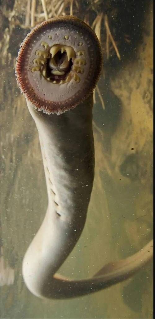 能否提供這些生物的圖片，魚類浮頭后如何急救