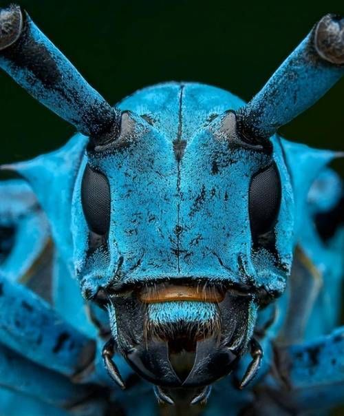 能否提供這些生物的圖片，魚類浮頭后如何急救