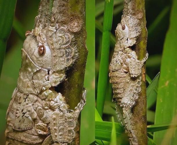 能否提供這些生物的圖片，魚類浮頭后如何急救