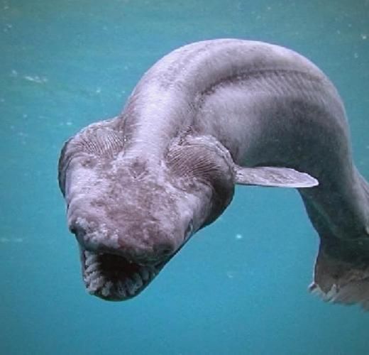 能否提供這些生物的圖片，魚類浮頭后如何急救