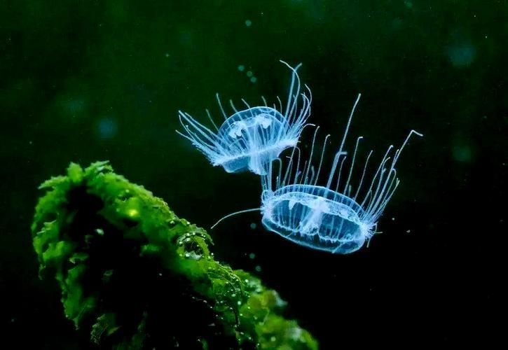 能否提供這些生物的圖片，魚類浮頭后如何急救