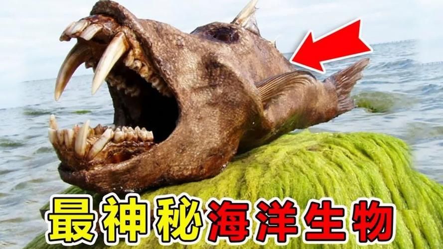能否提供這些生物的圖片，魚類浮頭后如何急救