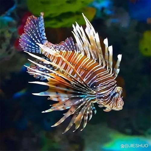 能否提供這些生物的圖片，魚類浮頭后如何急救