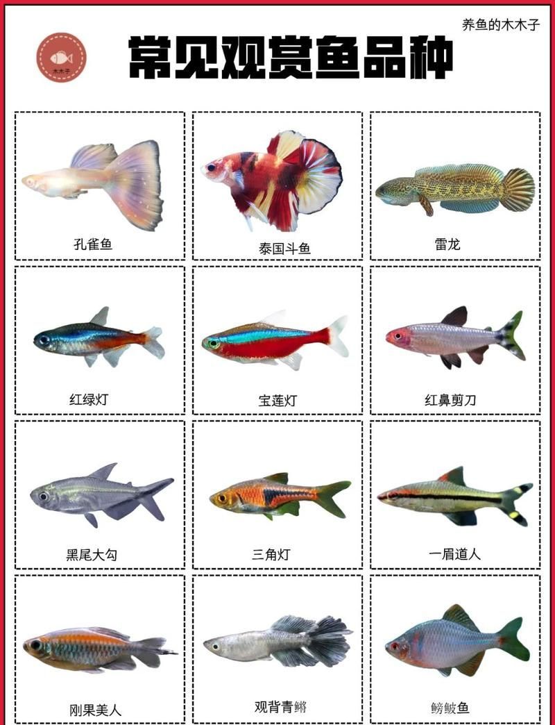 觀賞魚的種類，中國9種超好養的觀賞魚,你知道幾種，適合新手的觀賞魚