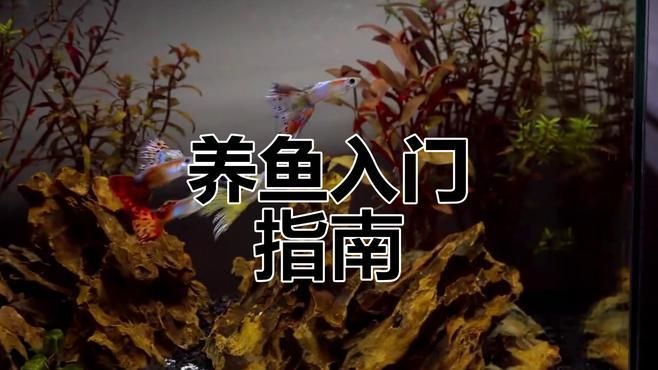 觀賞魚的種類，中國9種超好養的觀賞魚,你知道幾種，適合新手的觀賞魚