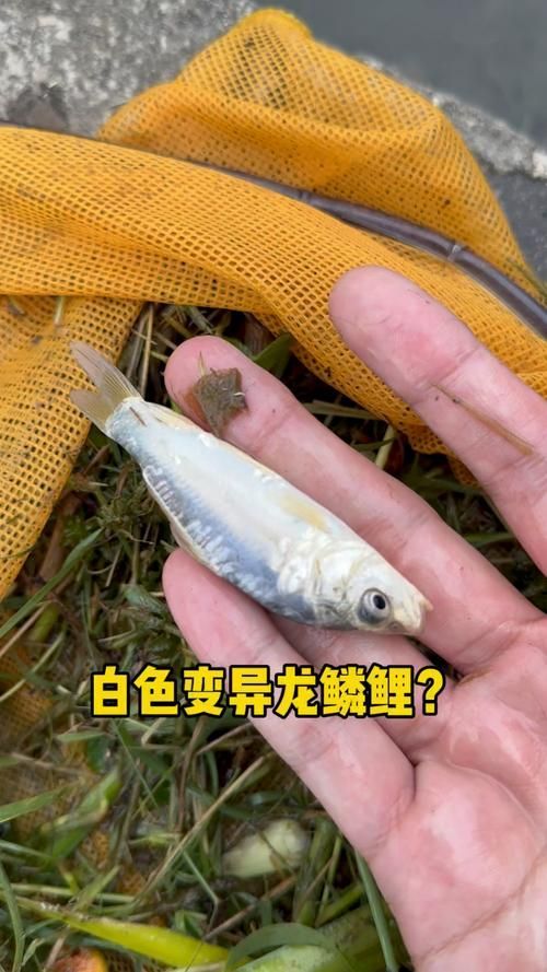 如何辨別小白龍魚的品質(zhì)和新鮮度？，如何辨別小白龍魚