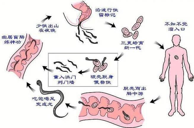 如何預防寄生蟲感染