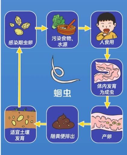 如何預(yù)防寄生蟲感染