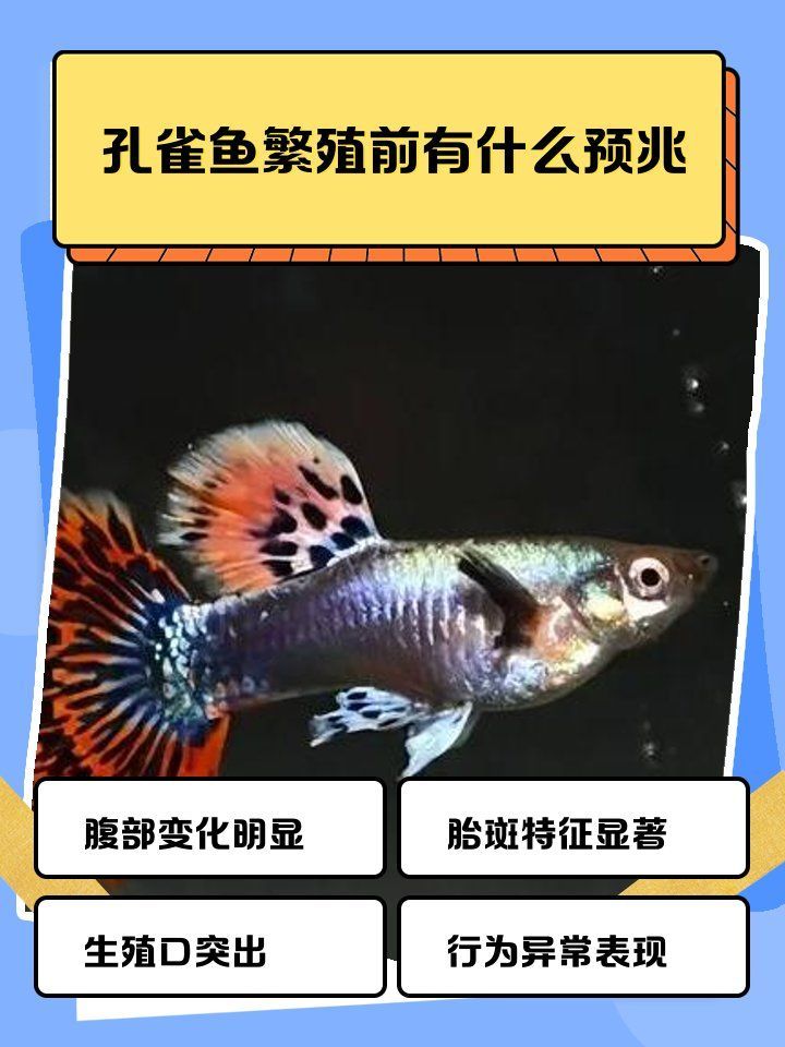 如何判斷孔雀魚是否準備繁殖，判斷孔雀魚是否準備繁殖需要觀察其行為和生理變化