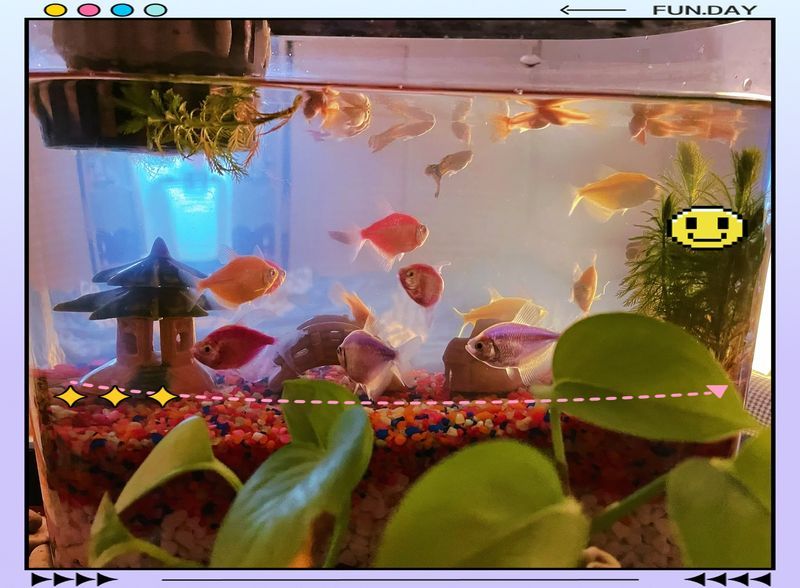 養魚有哪些常見誤區，養魚常見的五大誤區，你中招了嗎