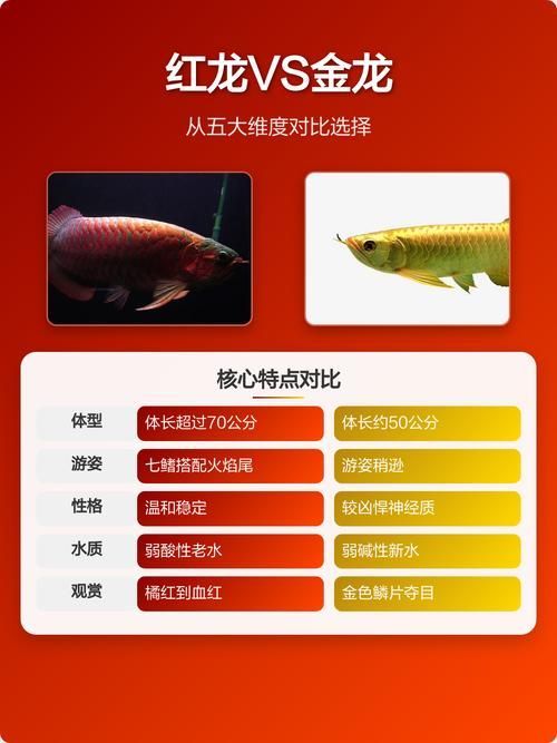 紅龍與金龍在游戲中的形象對比，《龍與地下城》中紅龍與金龍在游戲中有何不同？