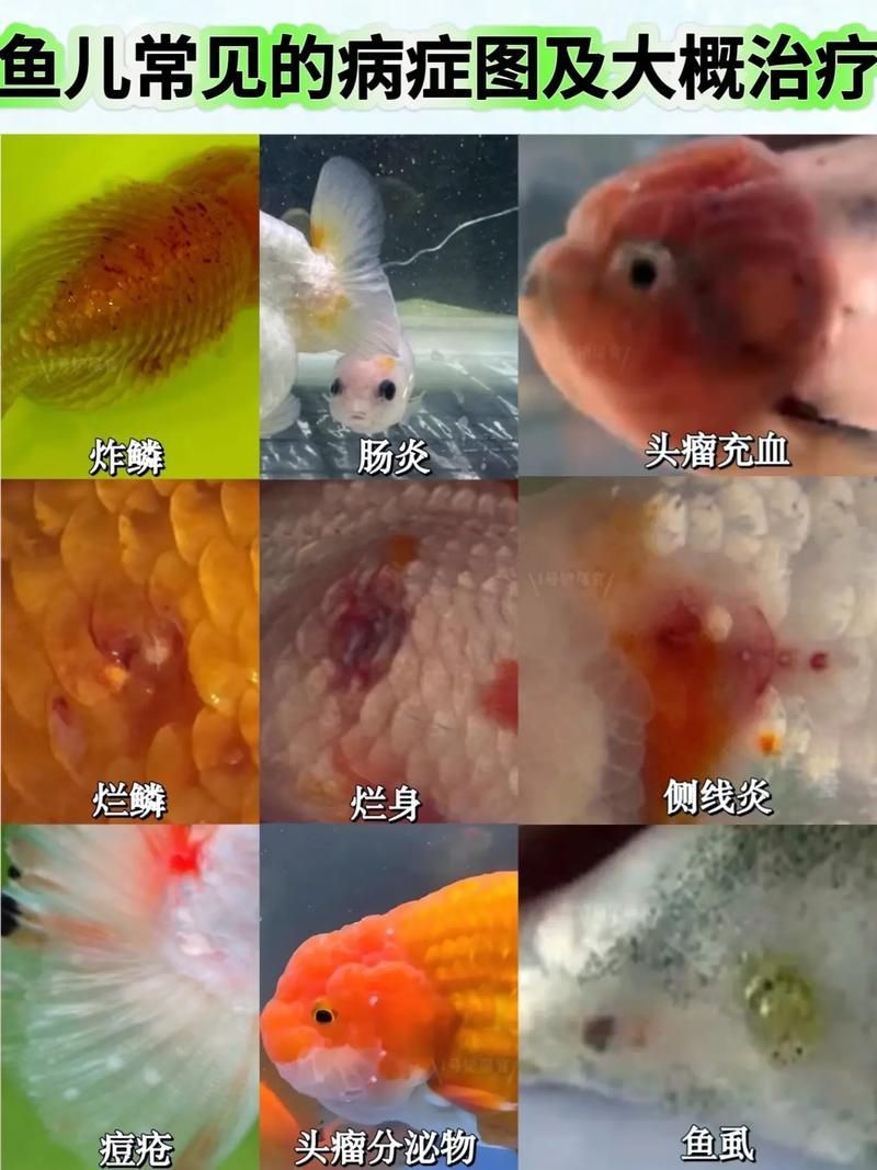 如何預(yù)防龍魚患上類似癌癥的疾??？，關(guān)于龍魚腫瘤的問題