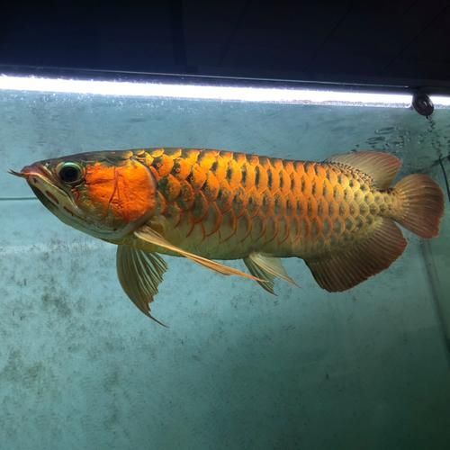 如何在龍魚吧發帖交流？，在龍魚吧發帖交流