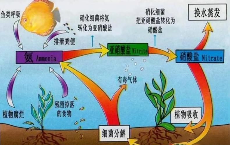 魚缸養(yǎng)魚有哪些禁忌