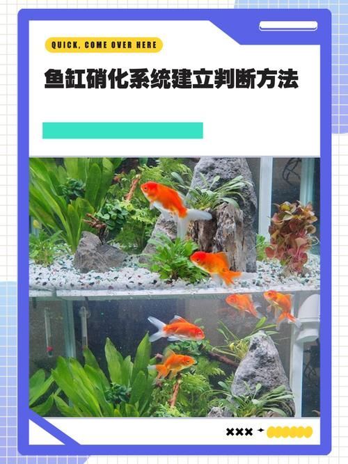 魚缸養(yǎng)魚有哪些禁忌