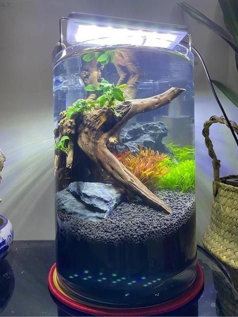 魚缸養(yǎng)魚有哪些禁忌