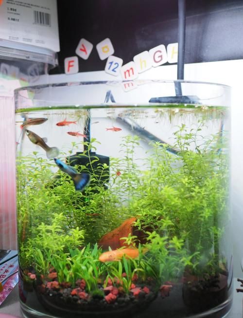 魚缸養(yǎng)魚有哪些禁忌