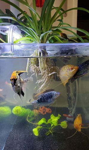 魚缸養(yǎng)魚有哪些禁忌
