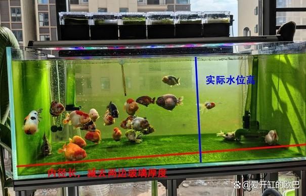 魚缸養(yǎng)魚有哪些禁忌