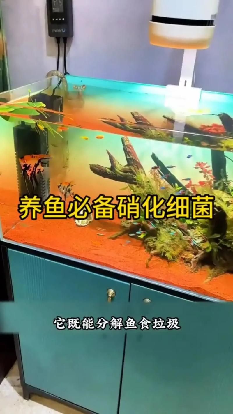 魚缸養(yǎng)魚有哪些禁忌