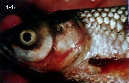 如何預(yù)防魚鰓病的發(fā)生，arxiv論文助手可預(yù)防魚鰓病的發(fā)生思考完整回答